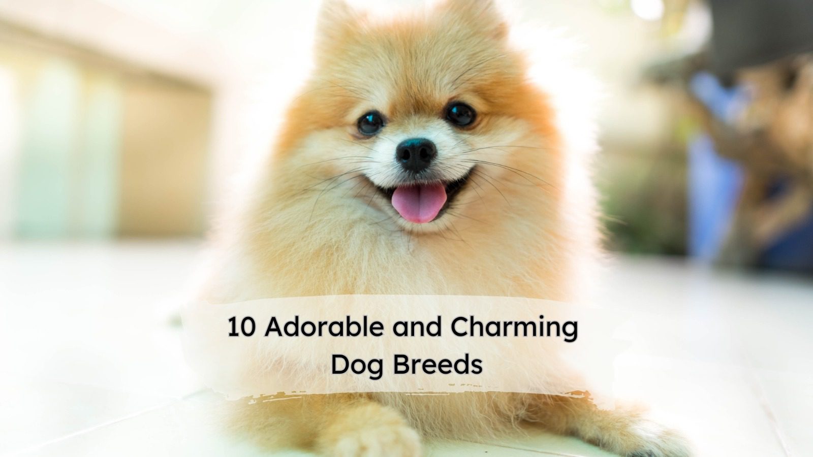 10 Adorable and Charming Dog Breeds