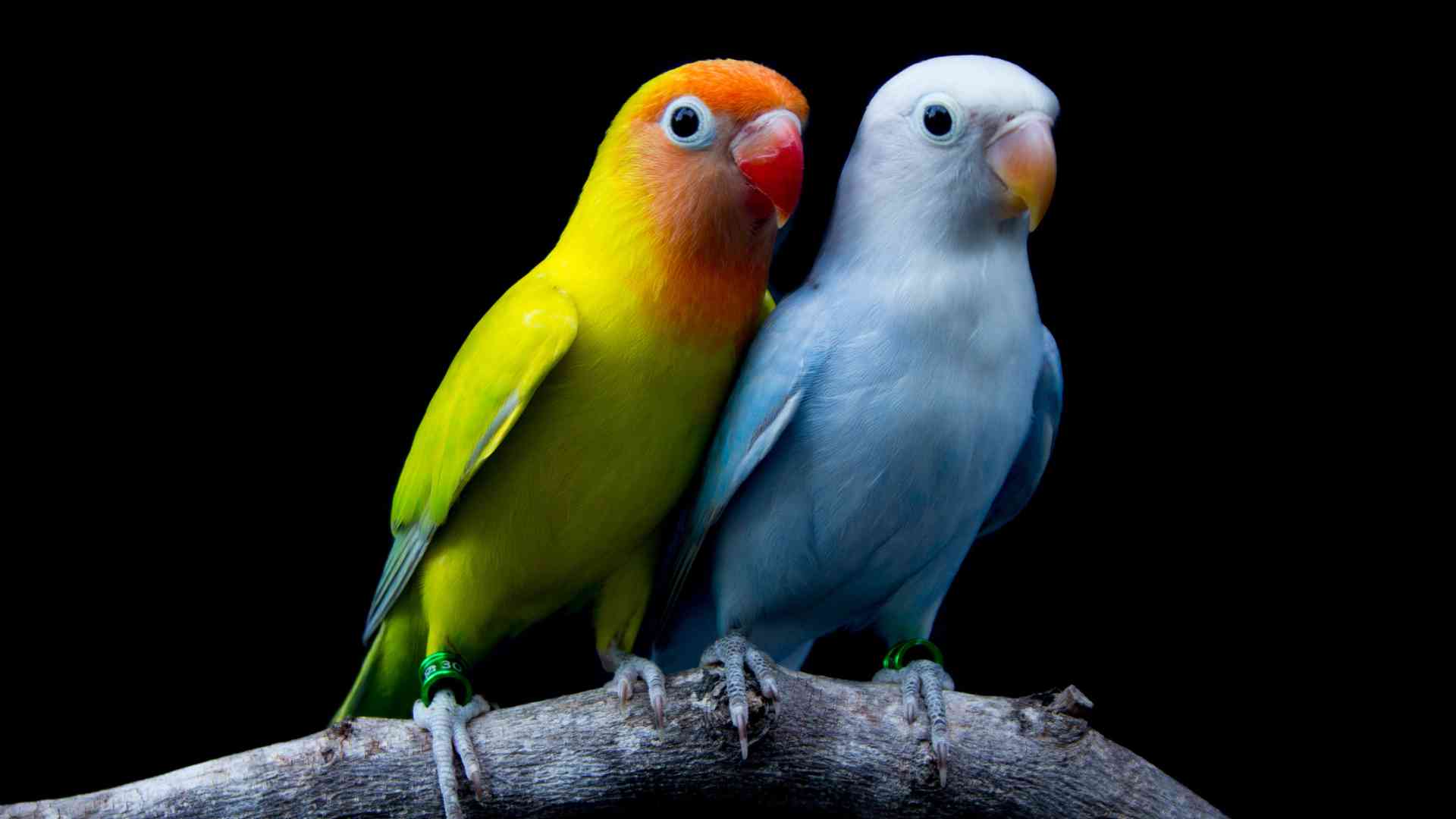 The Best Bird Pets for Beginners