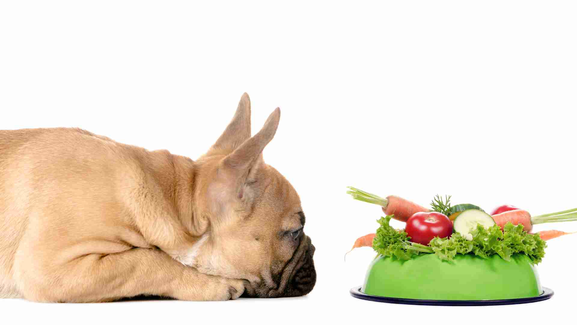 How You Can Help Your Dog Lose Weight