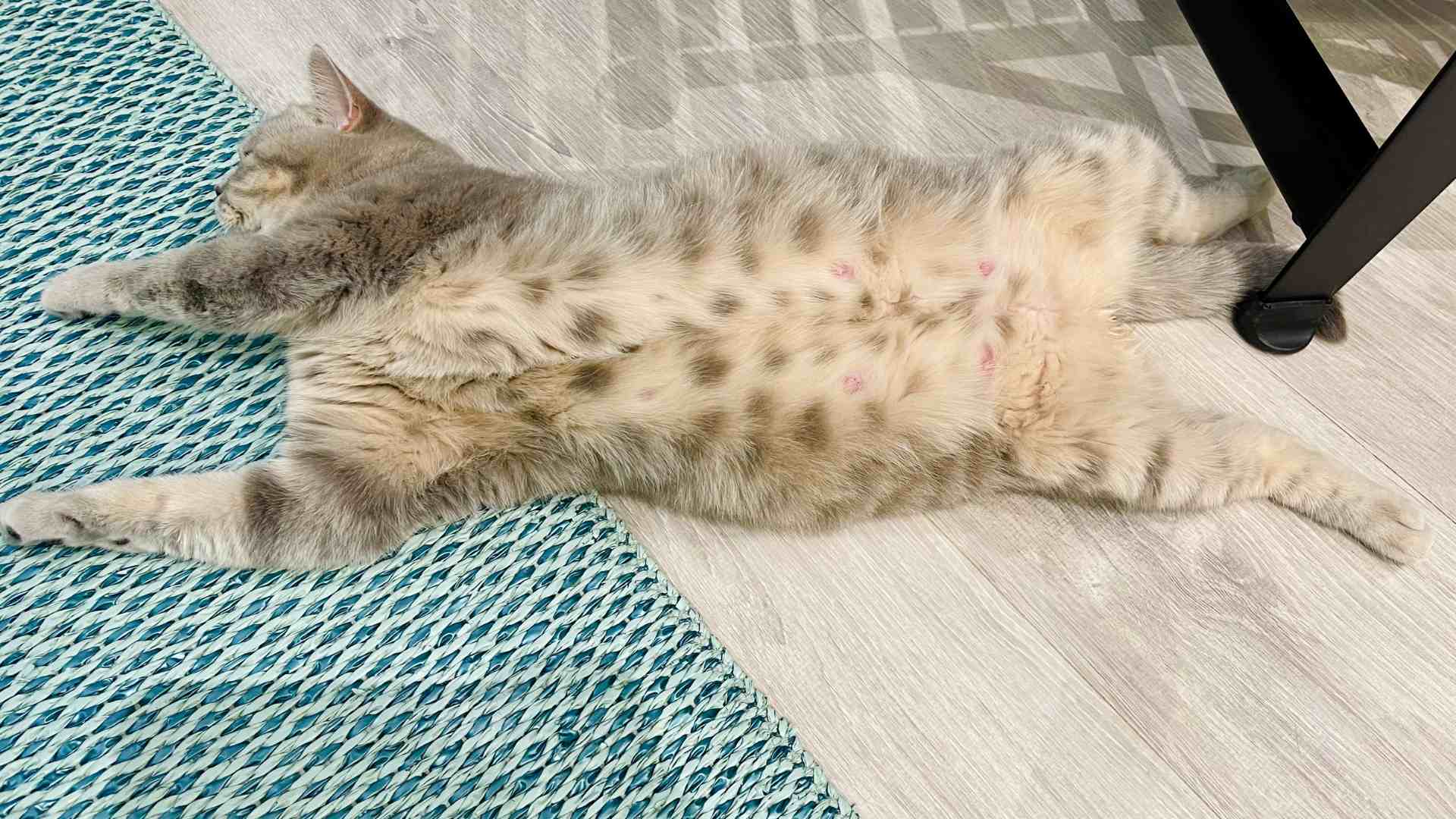 How Many Months Pregnant Are Cats? Find Out the Signs of Pregnant Cats and How to Care for Them