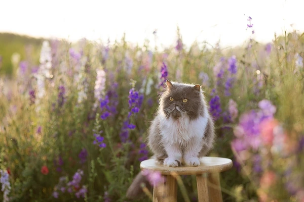 how to take care of persian cat