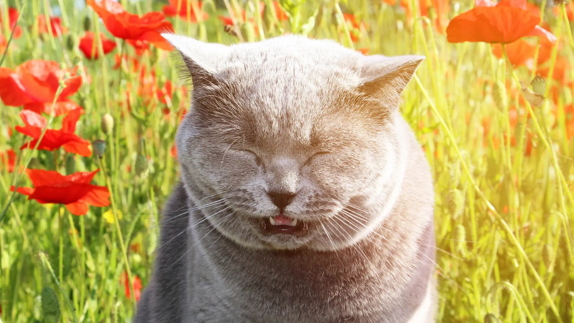 Why do cats sneeze so much? What causes it? How to deal with it?