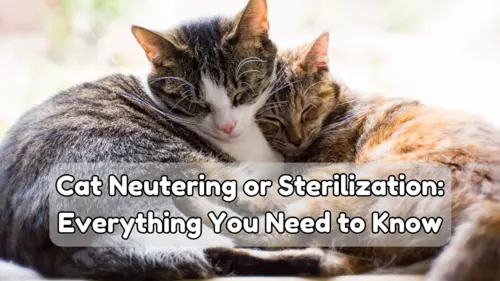 Cat Neutering or Sterilization: Everything You Need to Know