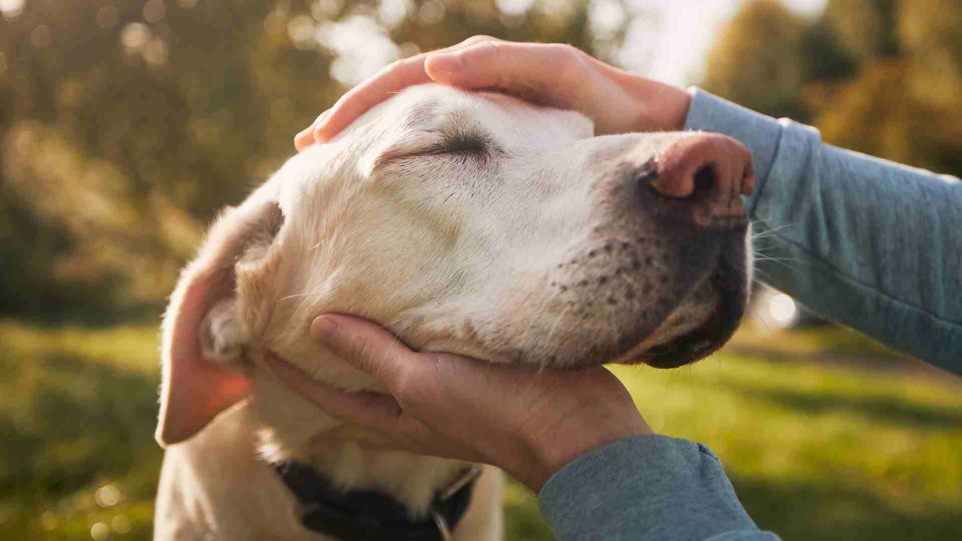 5 Ways to Maintain Excellent Senior Dog Care