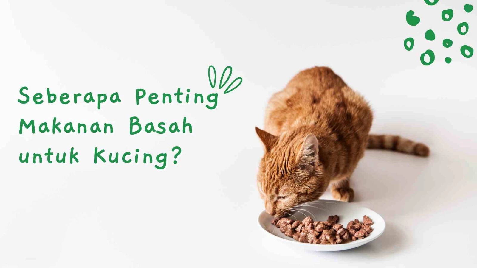 Why Is Wet Cat Food So Important for Your Cat’s Health?