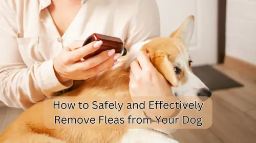 How to Safely and Effectively Remove Fleas from Your Dog