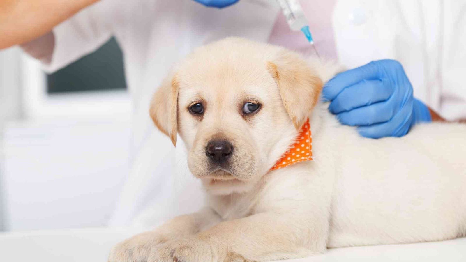 Dog Vaccination: Types, Schedule, and Benefits