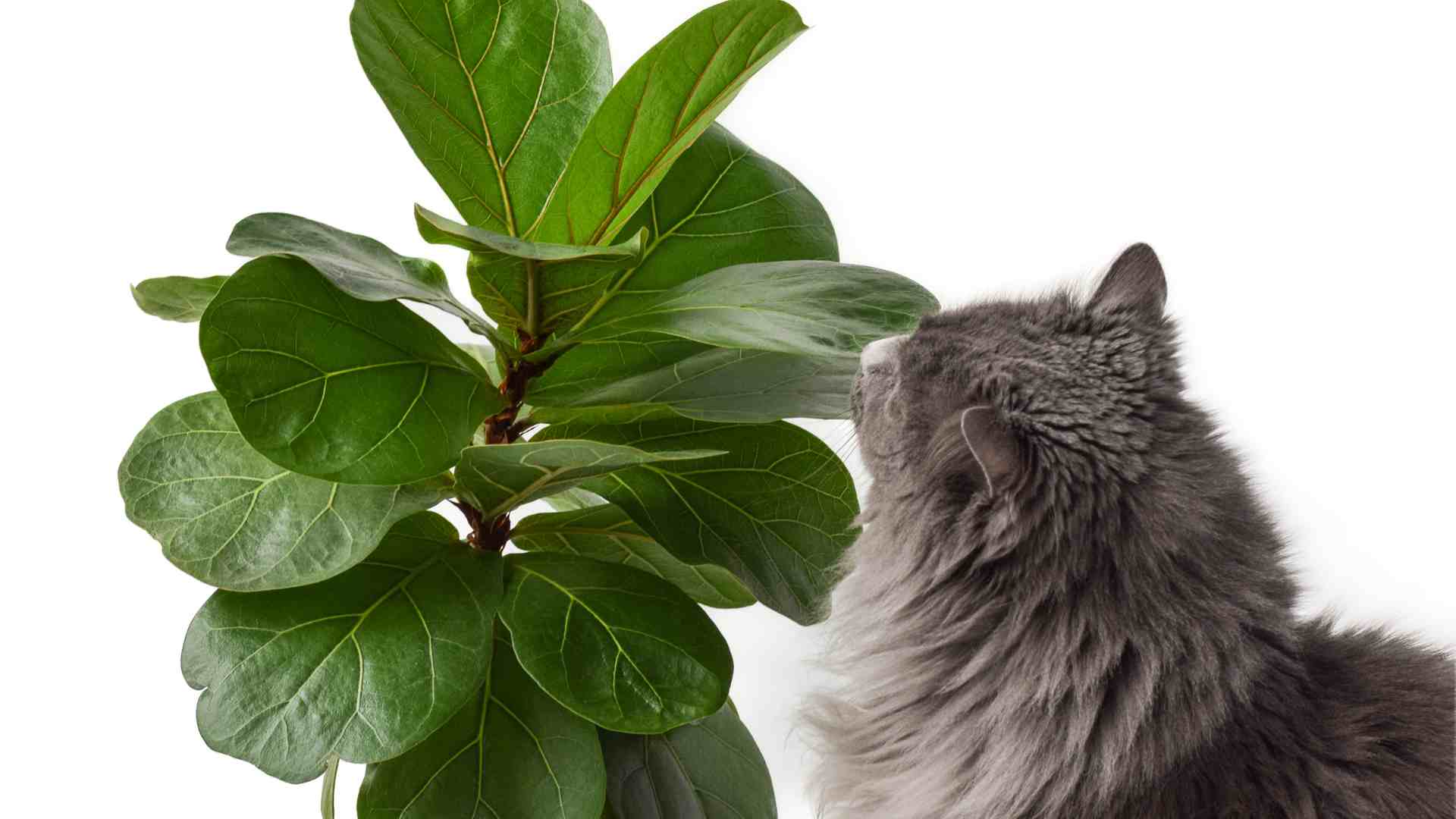 Get to Know Toxic Plants that are Harmful to Cats