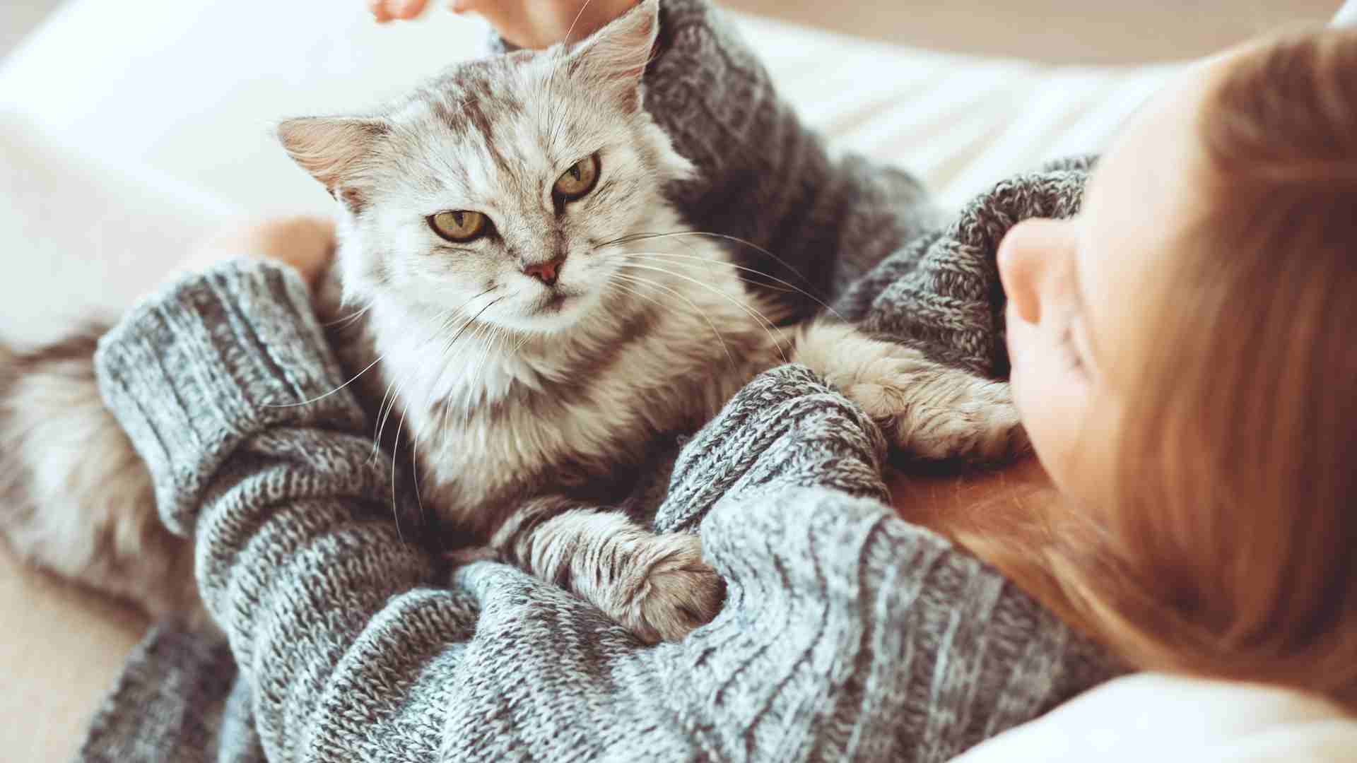 How long does a cat live? Tips for Caring for Cats for a Long Life