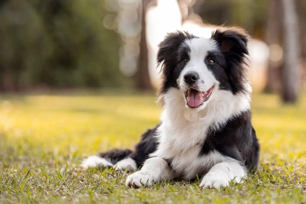 5 Smartest Dog Breed