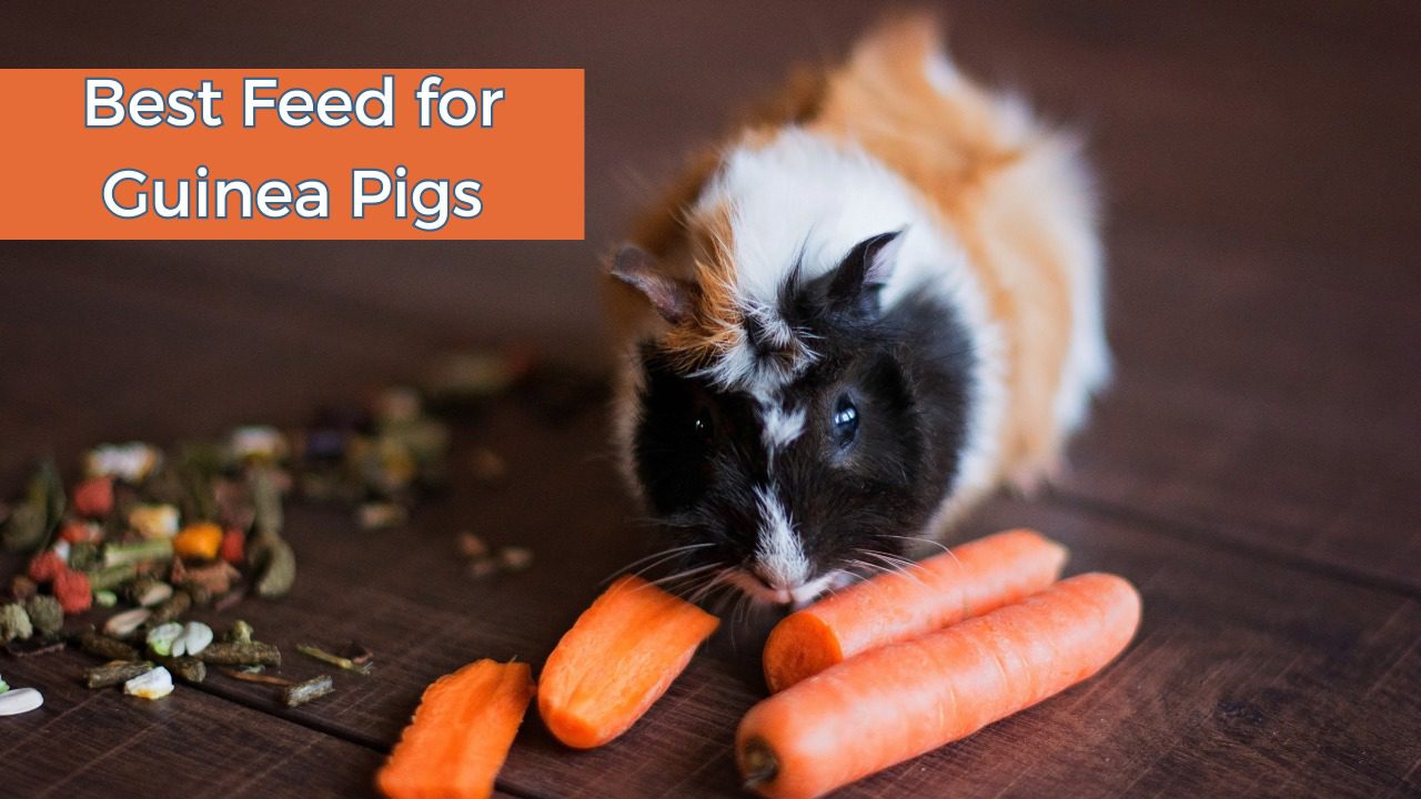 Happy Guinea Pig Starts with Food: Best Feed for Guinea Pigs