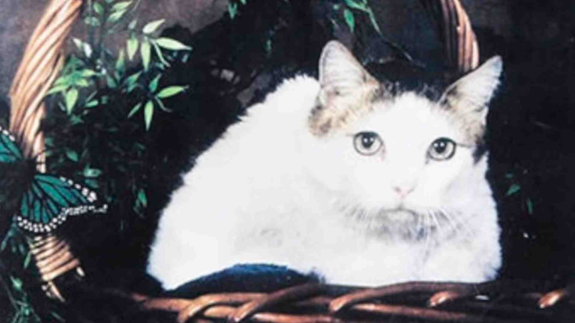 Remembering Crème Puff: The World’s Oldest Living Cat