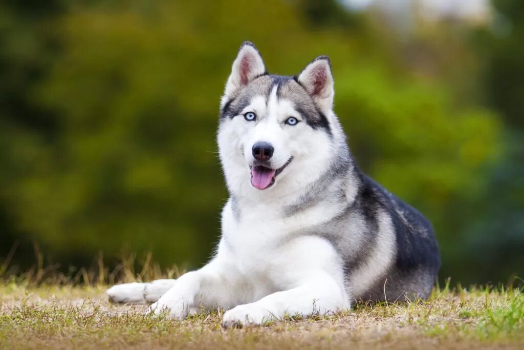 Tips for Caring for Huskies in Hot Weather