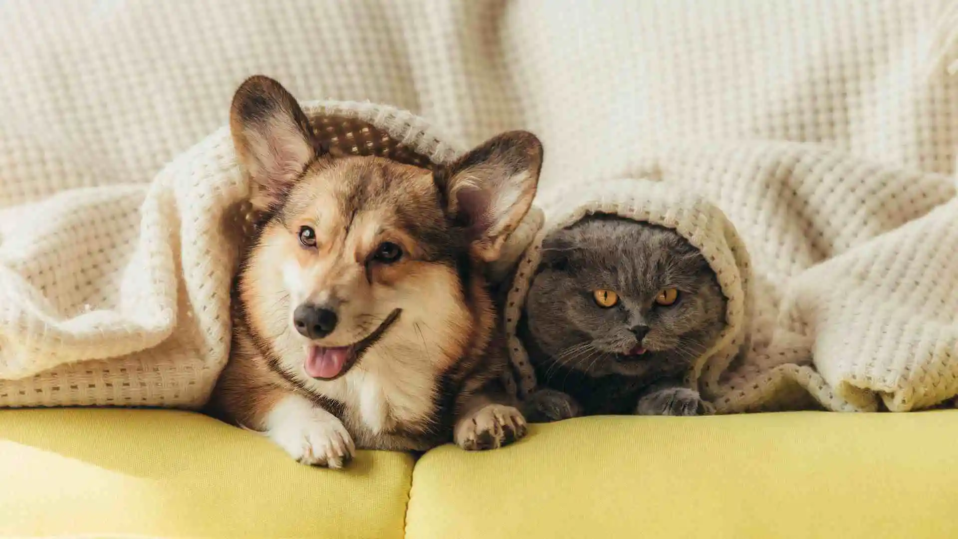 Unveiling the Daily Tapestry of Affection: Your Pets’ Four Acts of Love