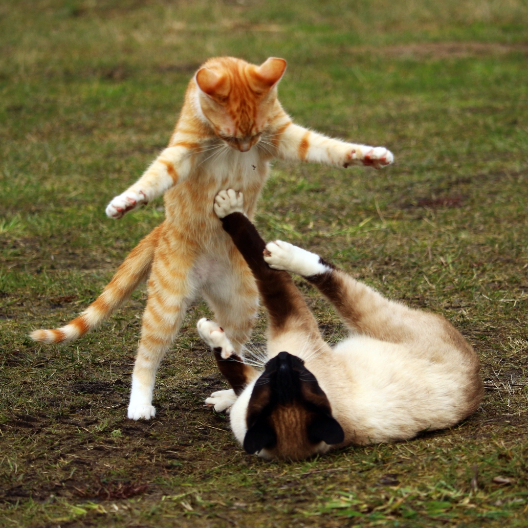 Pet Aquamation for Cats: Why It’s a Gentler and More Meaningful Option