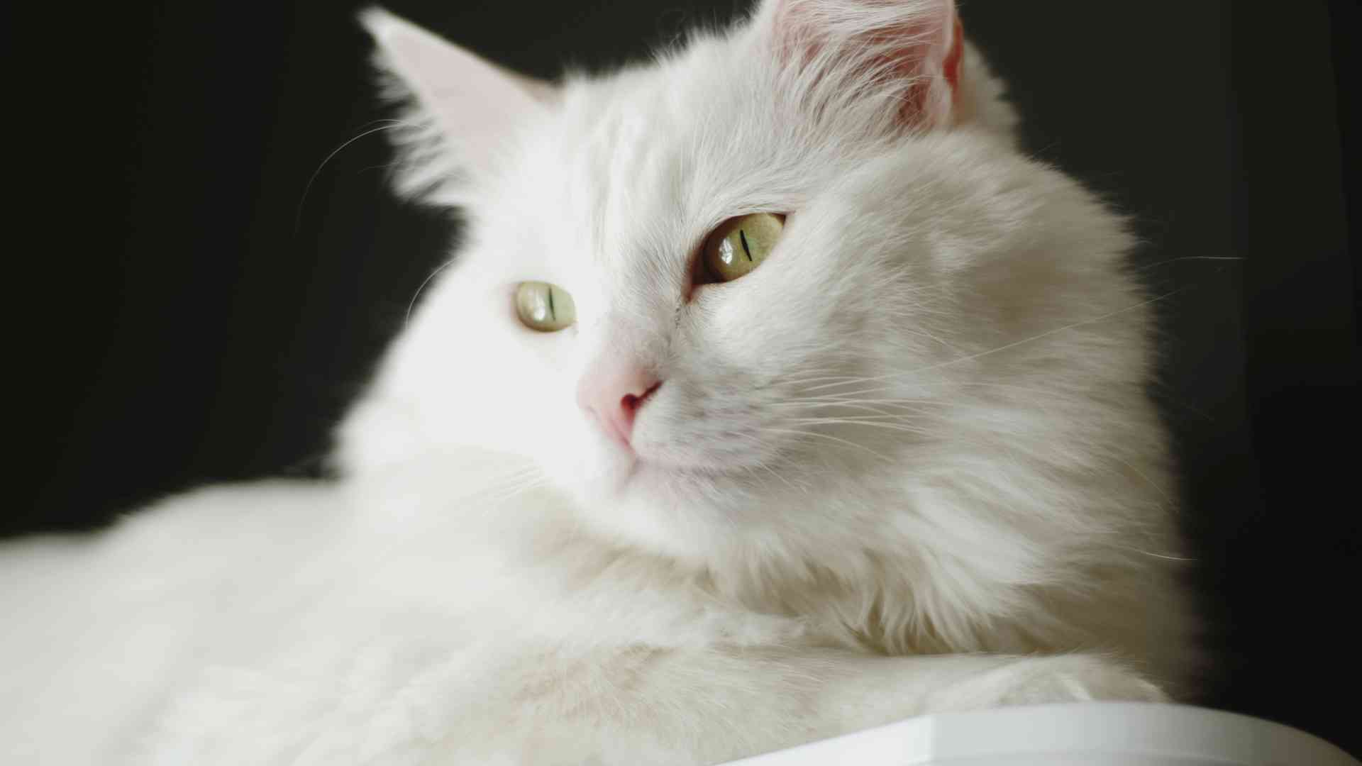 7 Ways to Take Care of Angora Cat