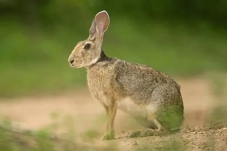 Diversity of Indonesian Local Rabbits