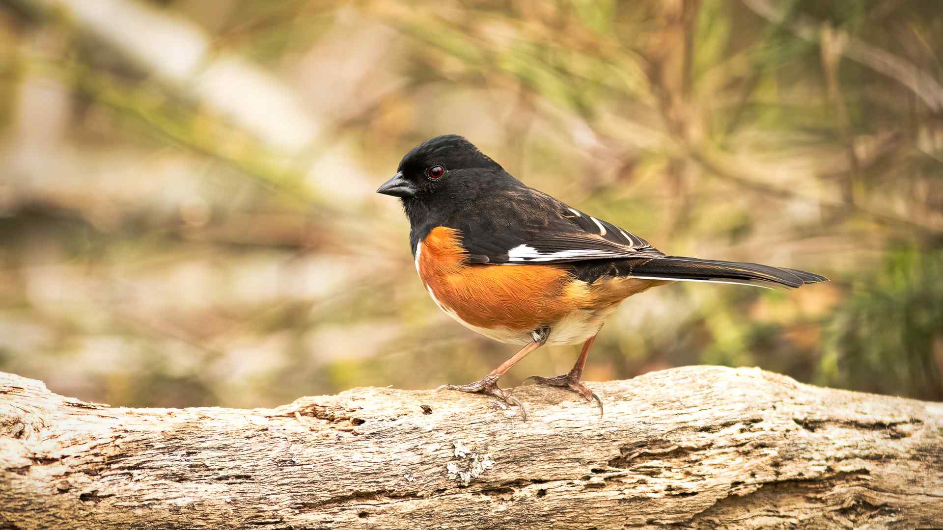 5 Most Expensive Songbirds in Indonesia