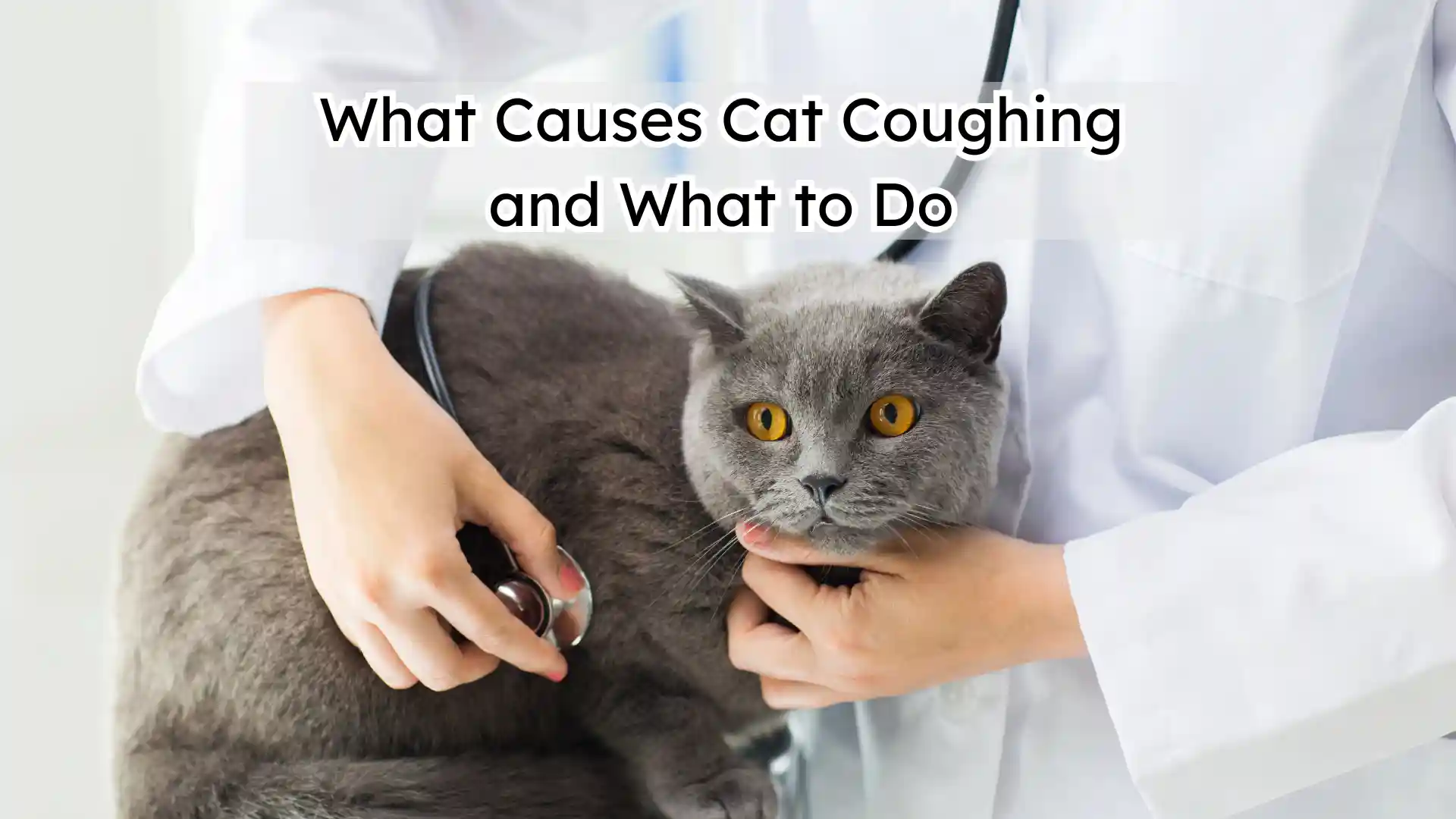 What Causes Cat Coughing and What to Do