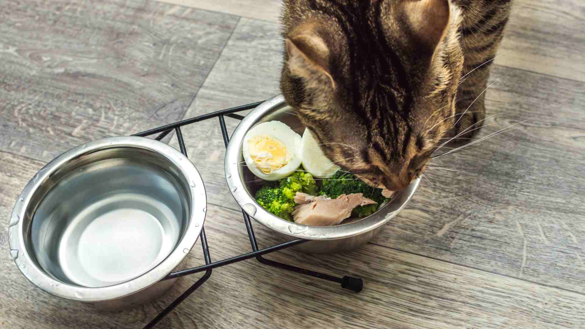 What Nutrients are Essential for My Cat?