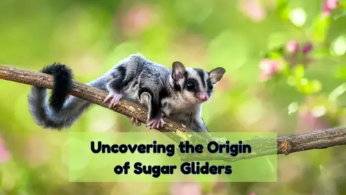 Uncovering the Origin of Sugar Gliders: A Tiny Marsupial with a Big Personality