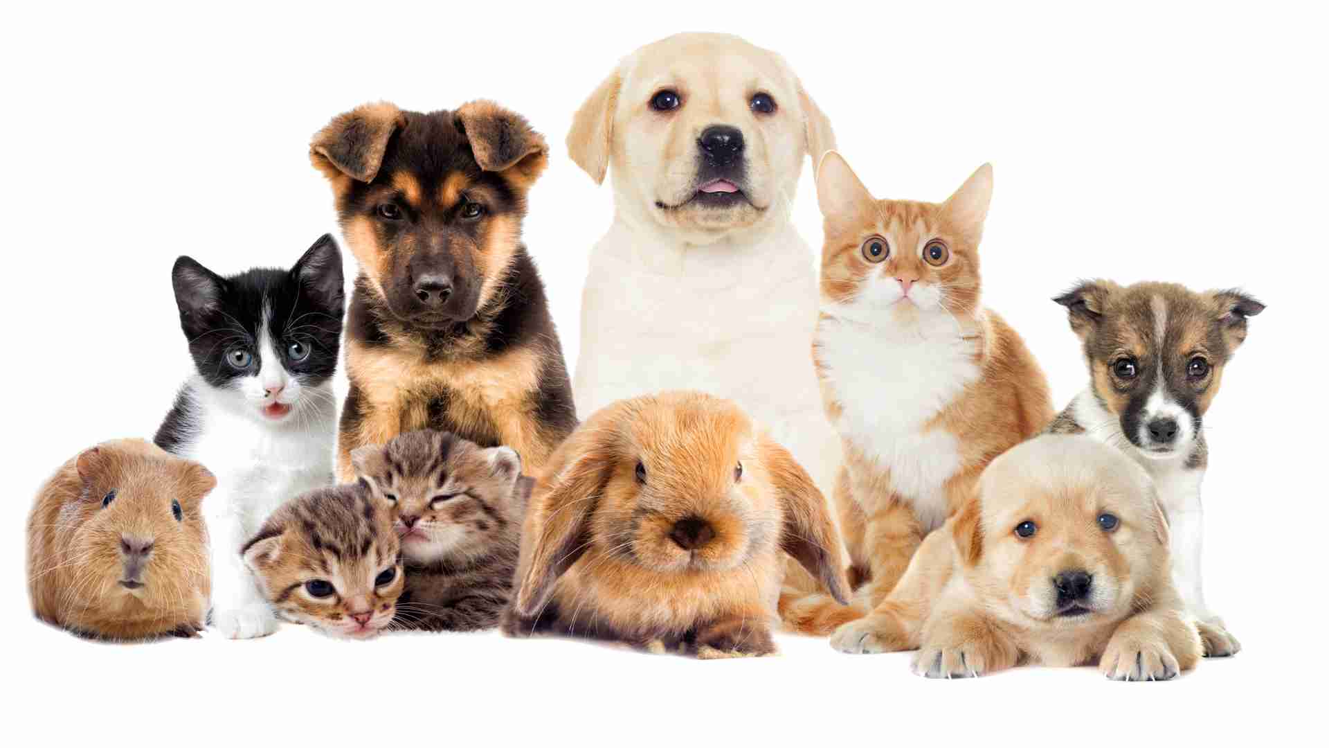 Top Popular Pet Names That Are Rising in 2024
