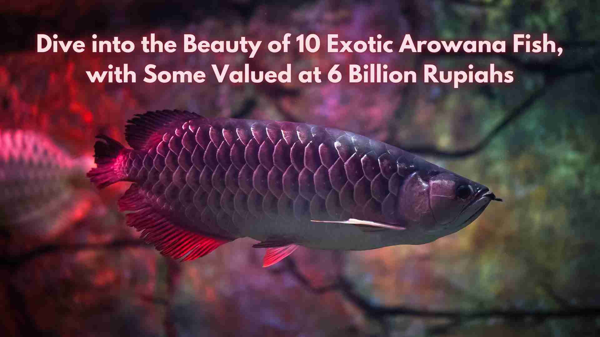 Dive into the Beauty of 10 Exotic Arowana Fish, with Some Valued at 6 Billion Rupiahs
