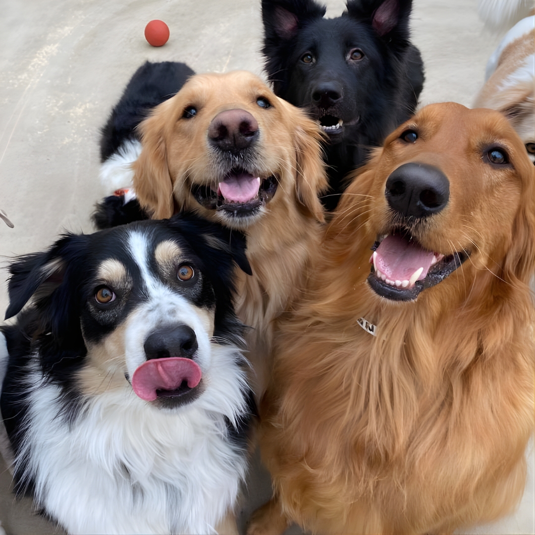 Is Pet Aquamation Suitable for Large Dogs? Here’s the Answer