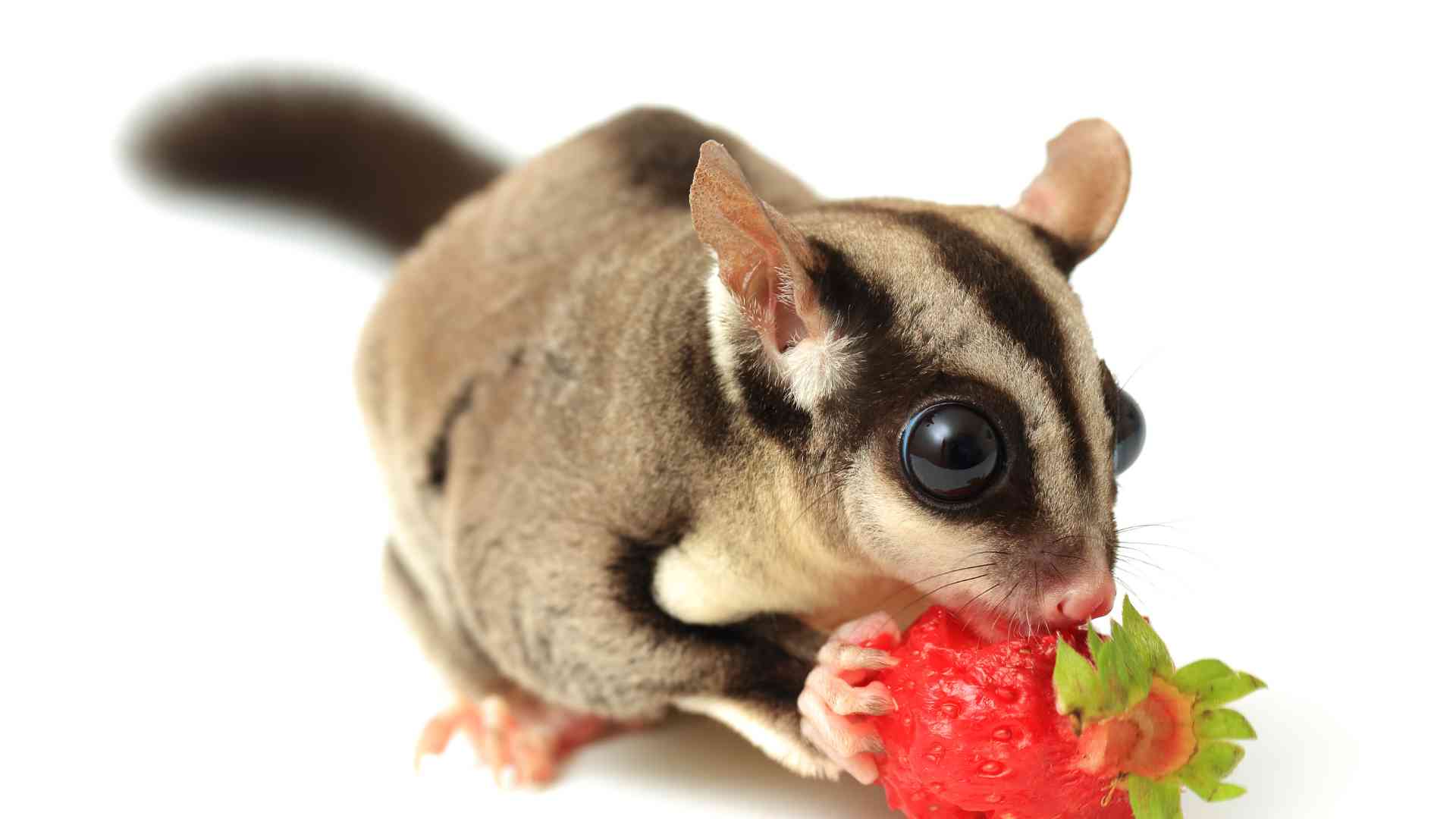 What to Feed Sugar Gliders