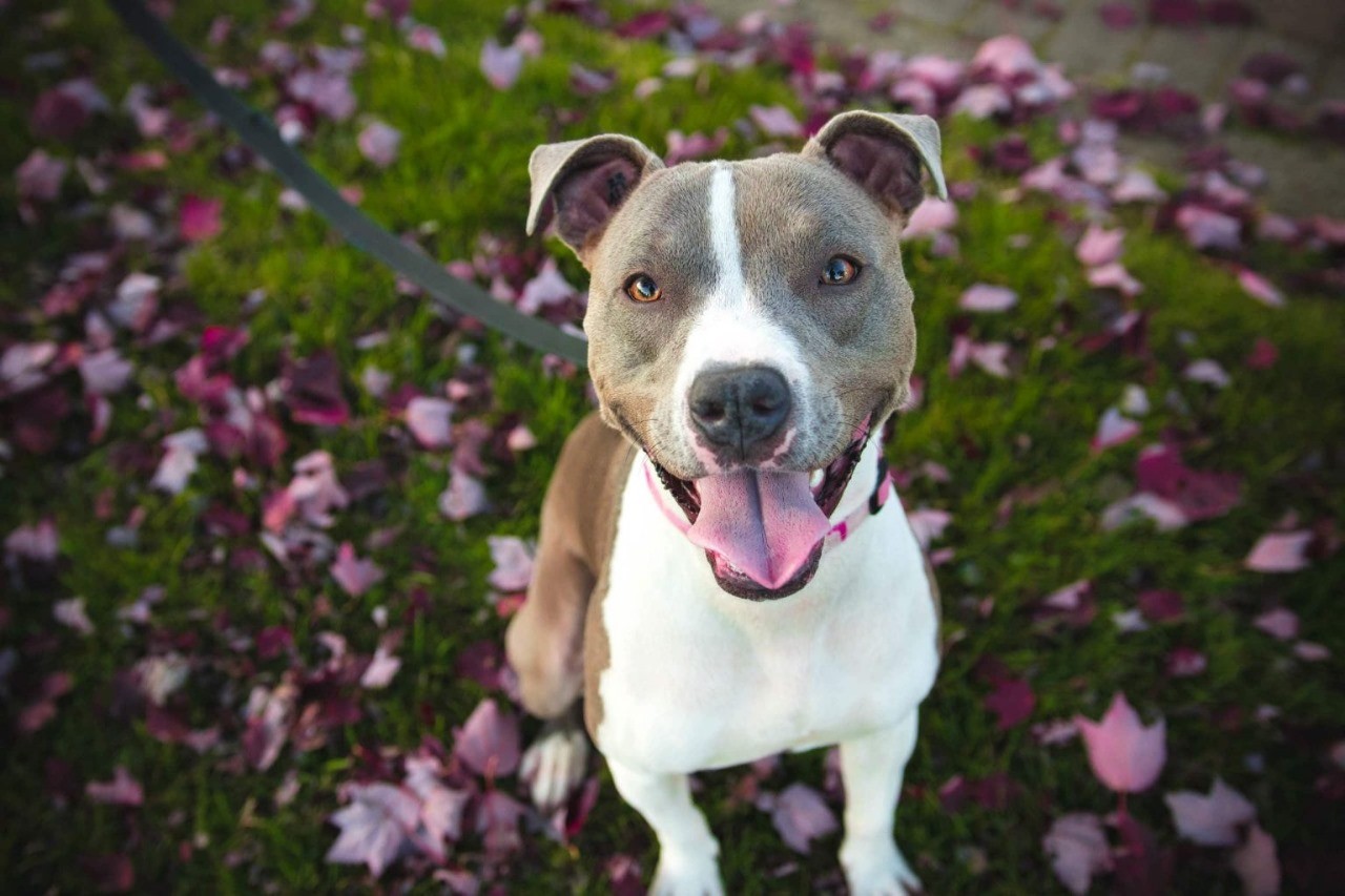 Are Pitbulls Loyal Pets? Facts & Explanations