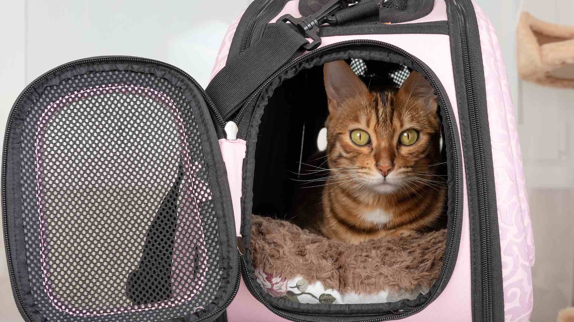 What Should You Know Before Taking Your Cat Away in a Pet Carrier?