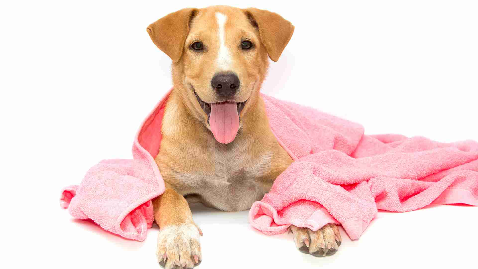 Effective Ways to Clean Your Dog Without a Bath