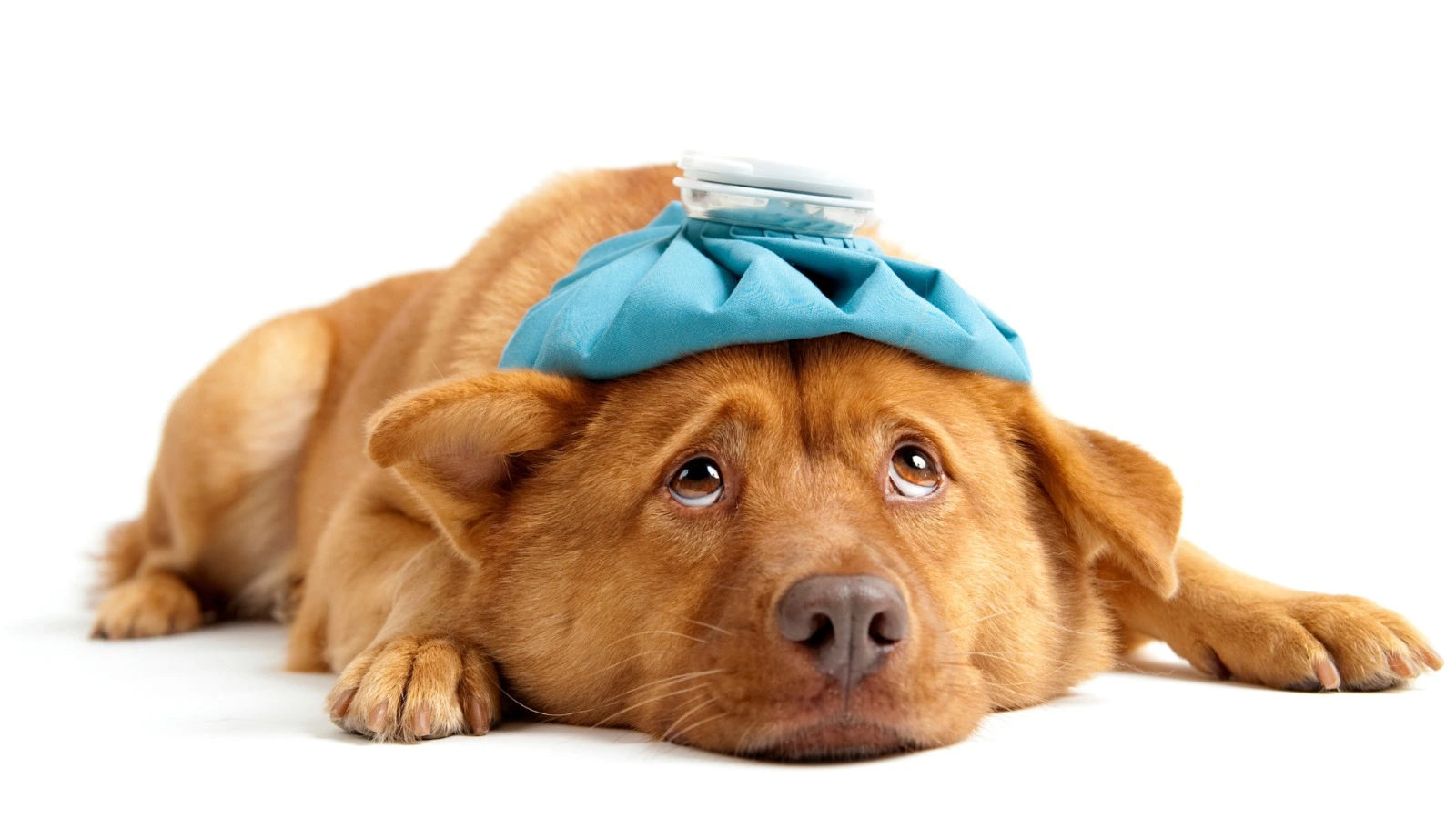 Common Dog Diseases: Recognize the Symptoms and Protect Their Health