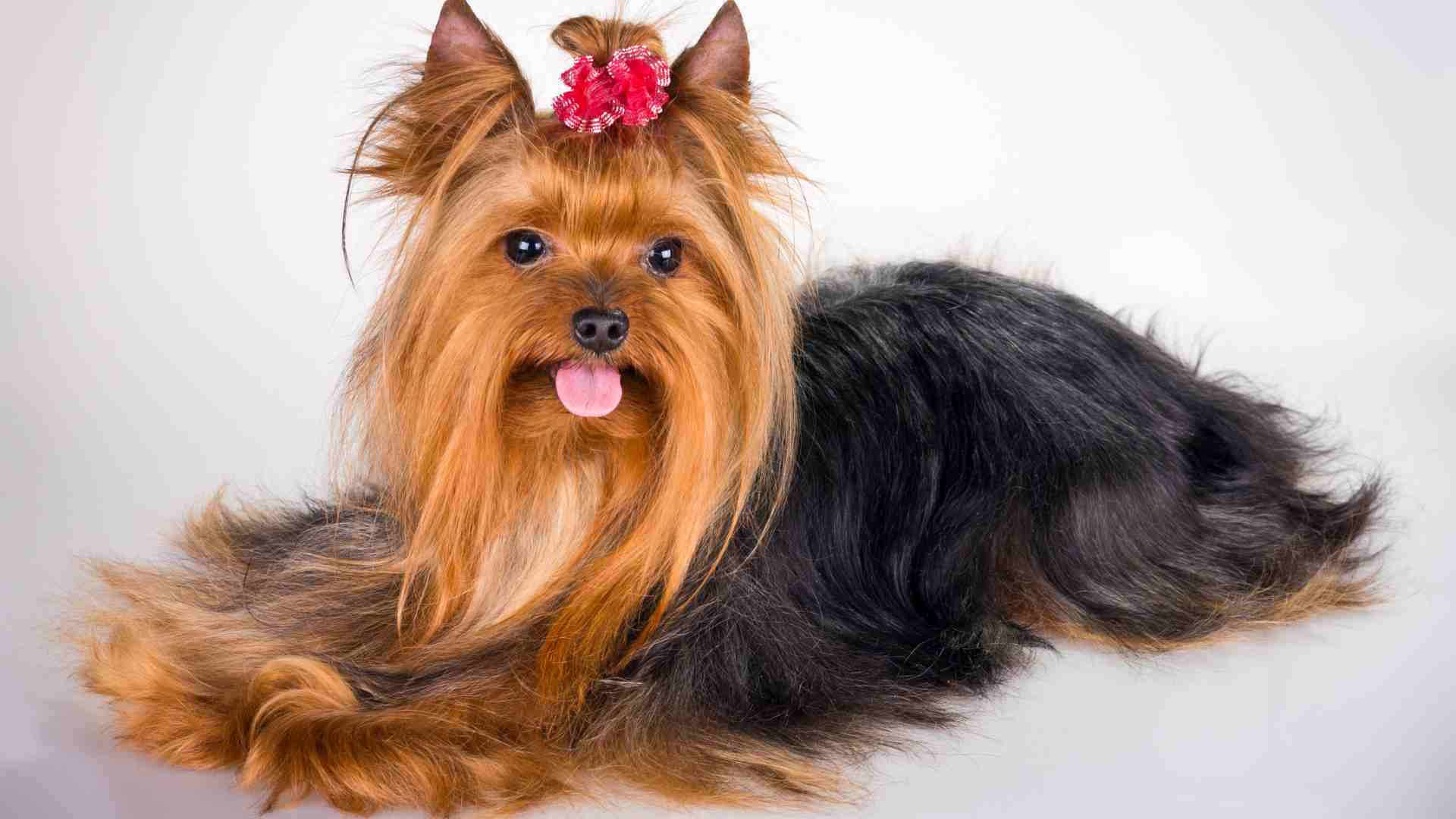 5 Small Dog Breeds You Will Want in Your Life
