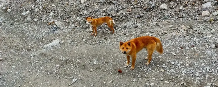 Papua Singing Dog
