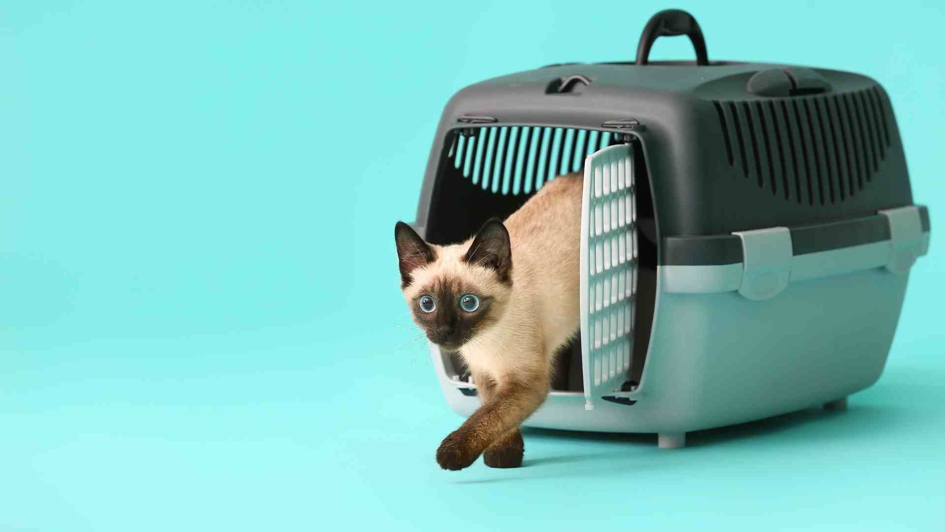 Guide to Choosing the Right Pet Carrier for Your Beloved Cat