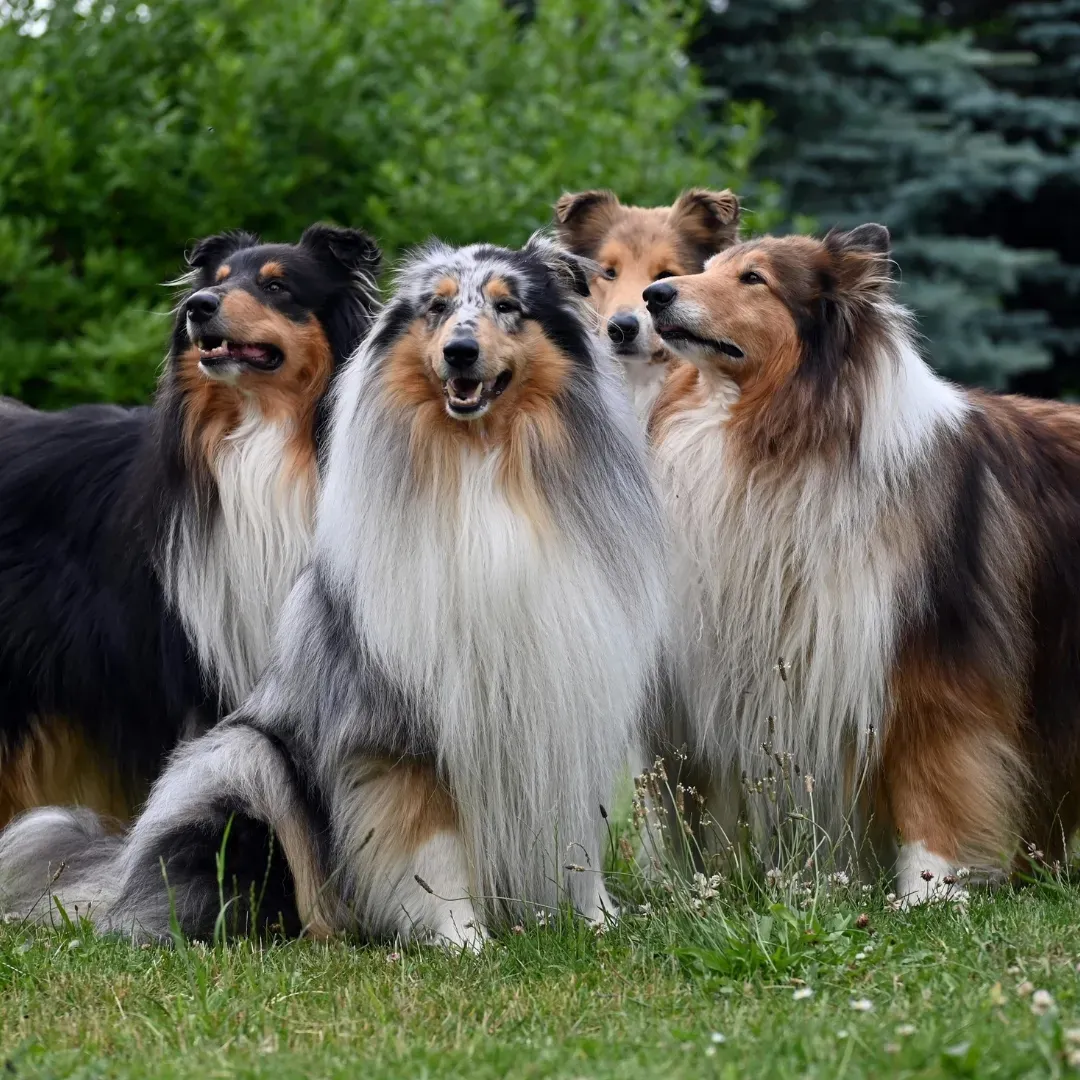 Apakah Pet Aquamation Cocok untuk Anjing Berbadan Besar? Ini Jawabannya