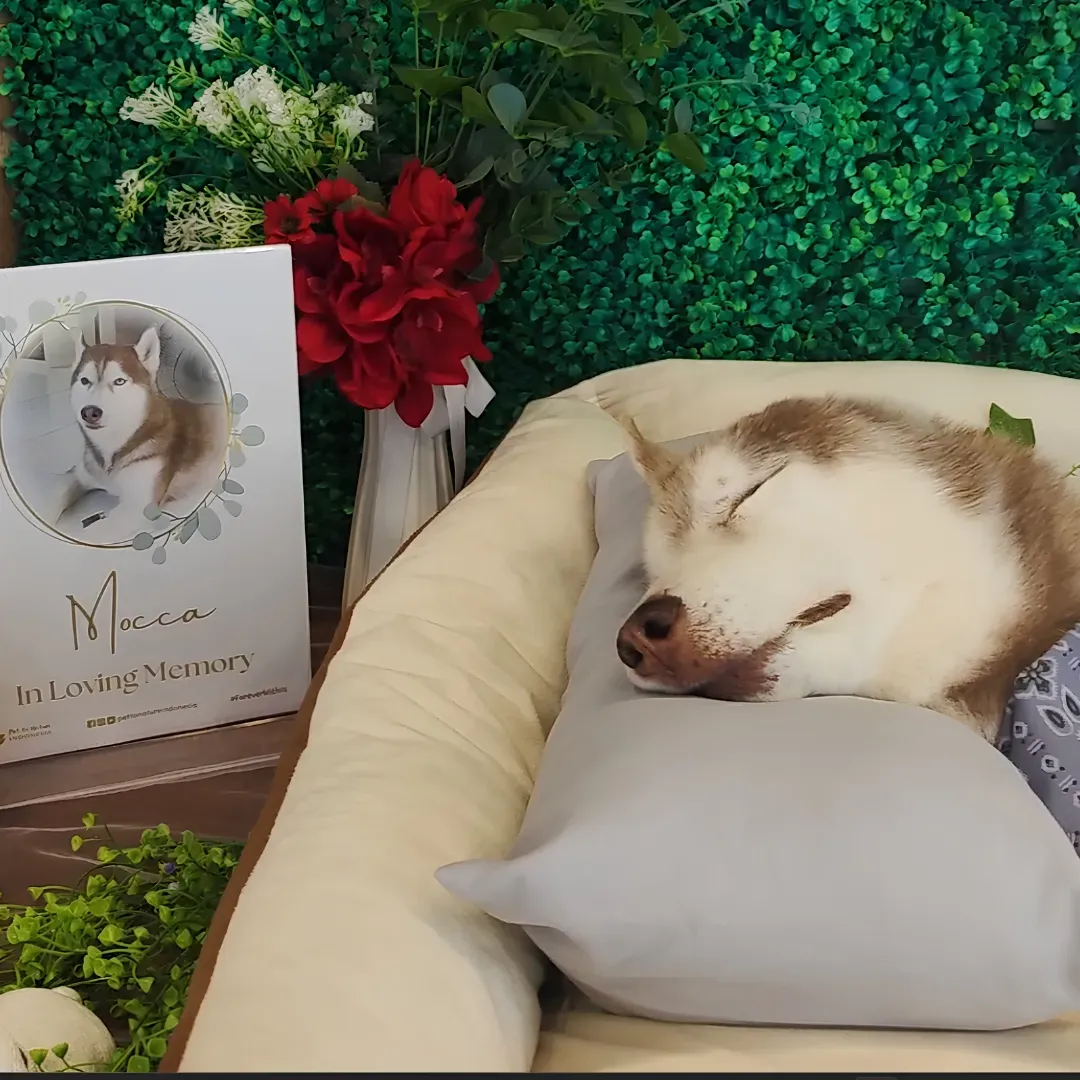 What Is the Difference Between Pet Funeral, Pet Cremation, and Pet Aquamation?
