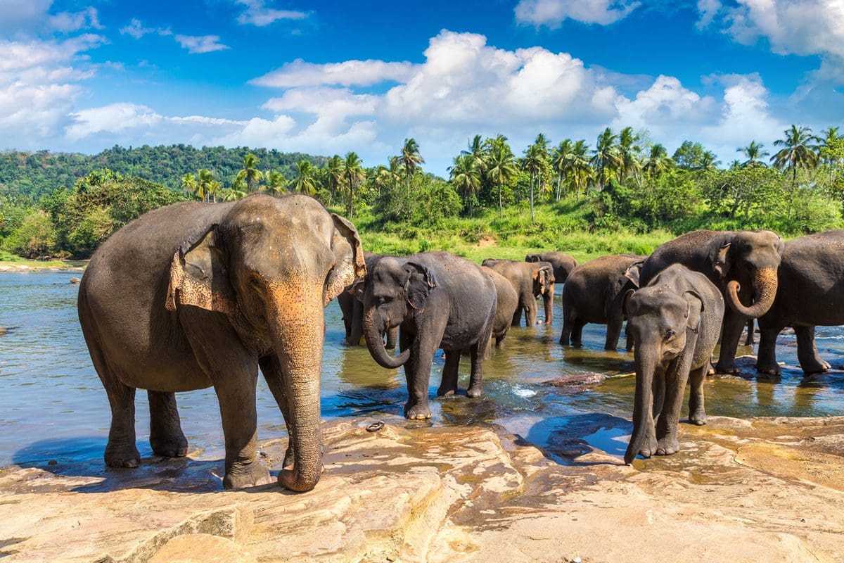 herd of elephants in sri lanka