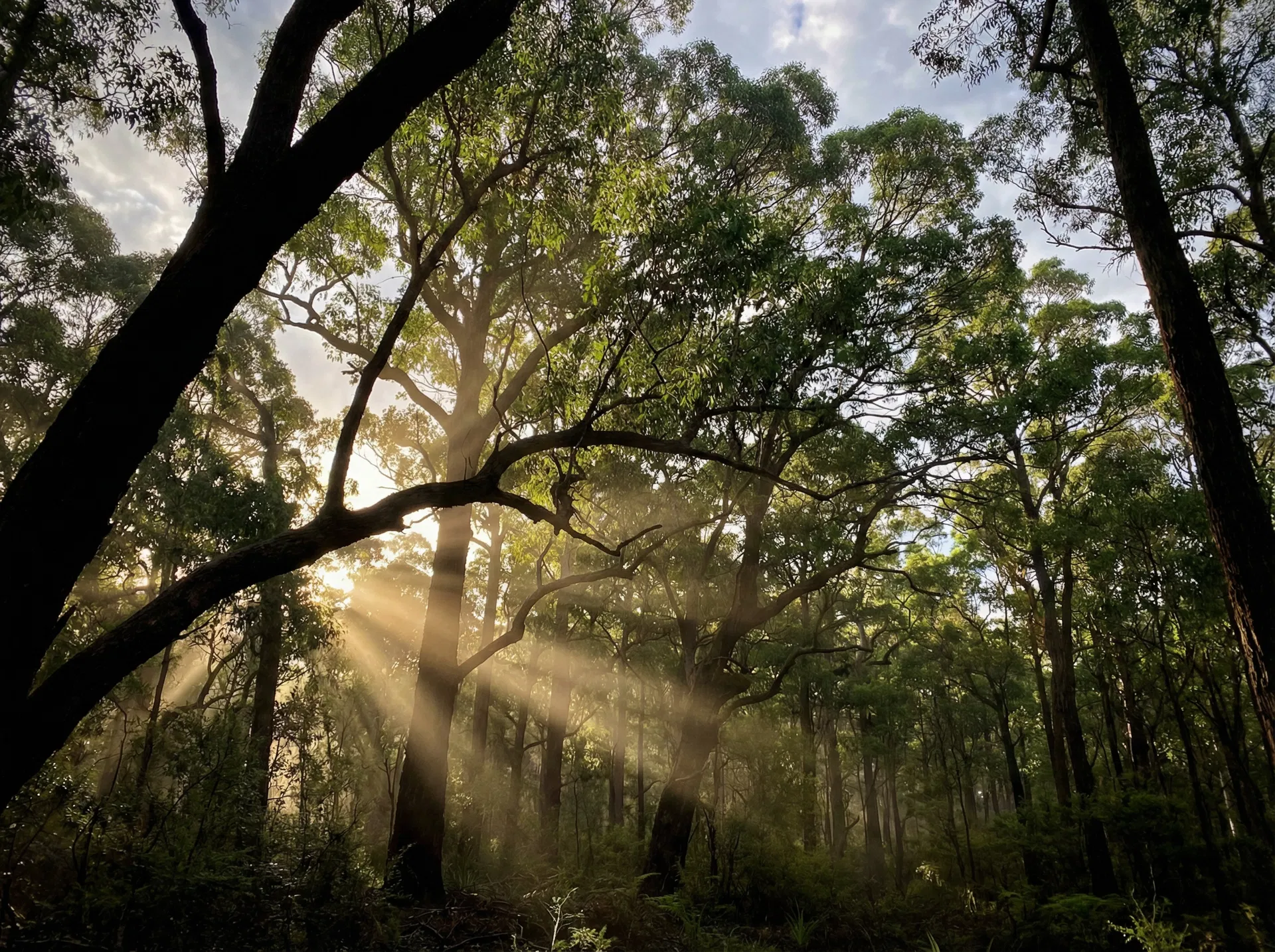 Eucalyptus forest canopy with sunlight filtering through
