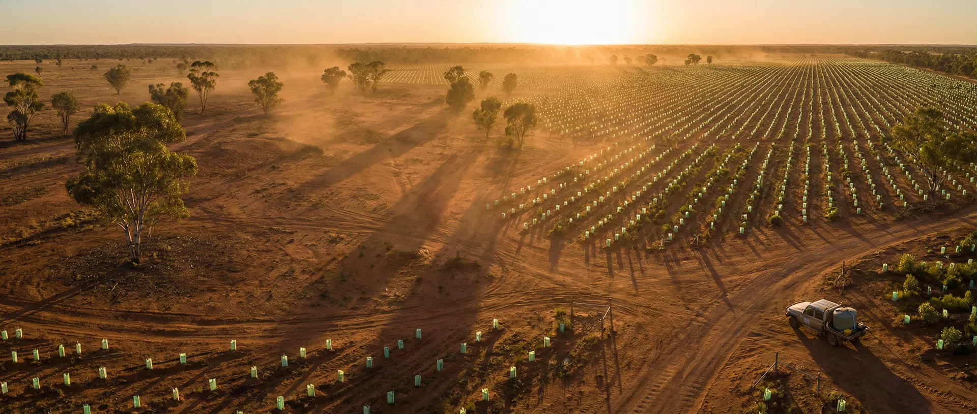 Australian outback reforestation at golden hour
