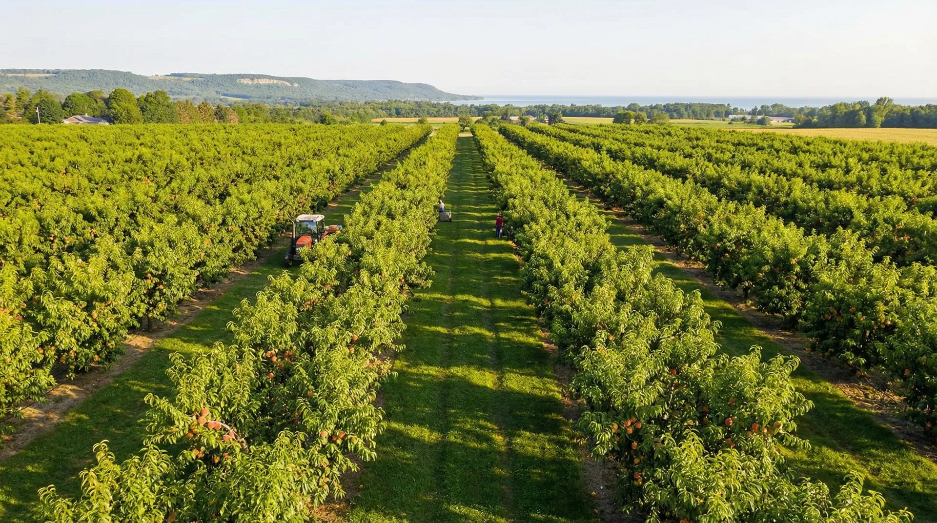 Peach orchard rows