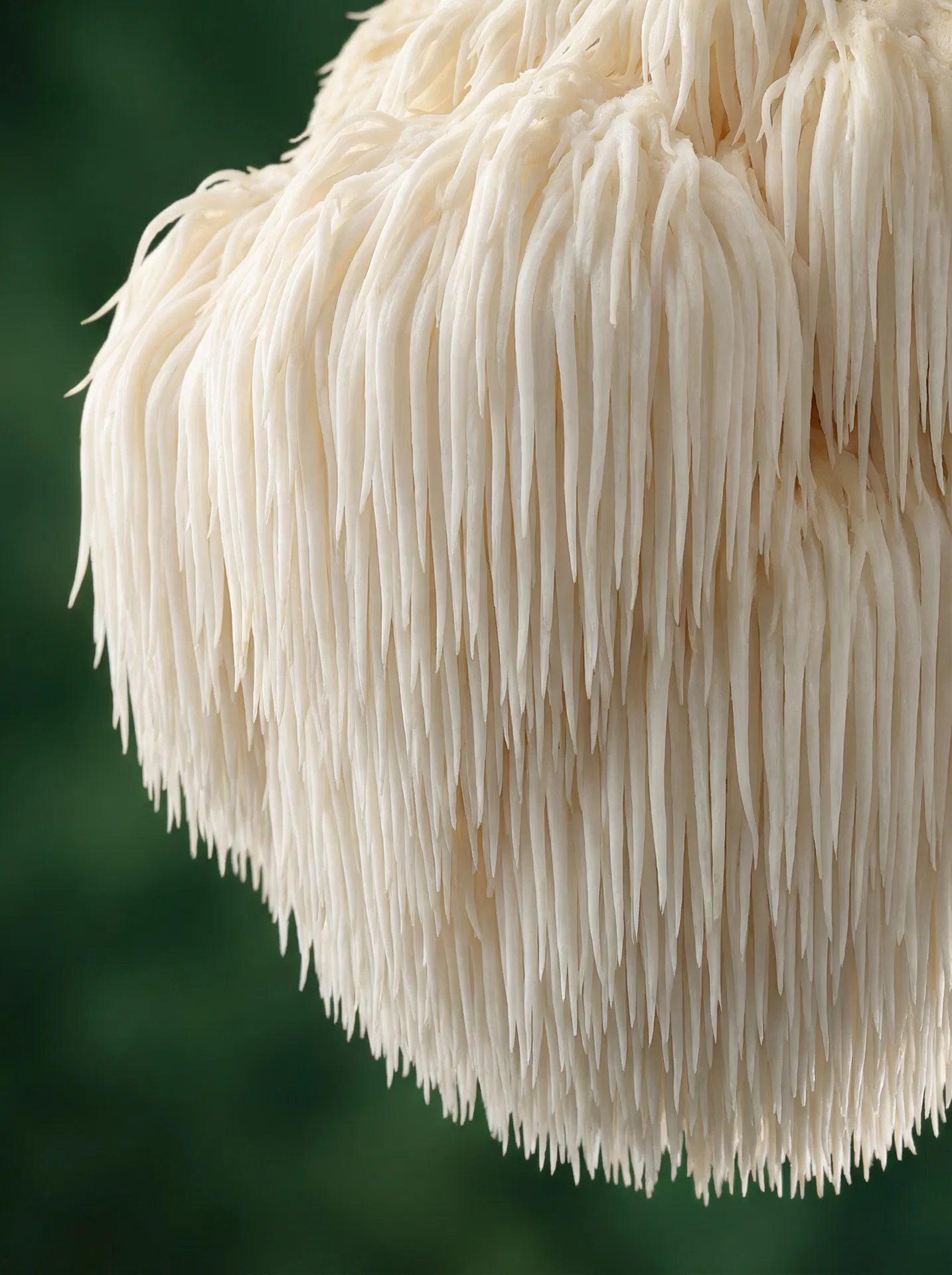 5 Functional Mushrooms That Actually Fight Brain Fog