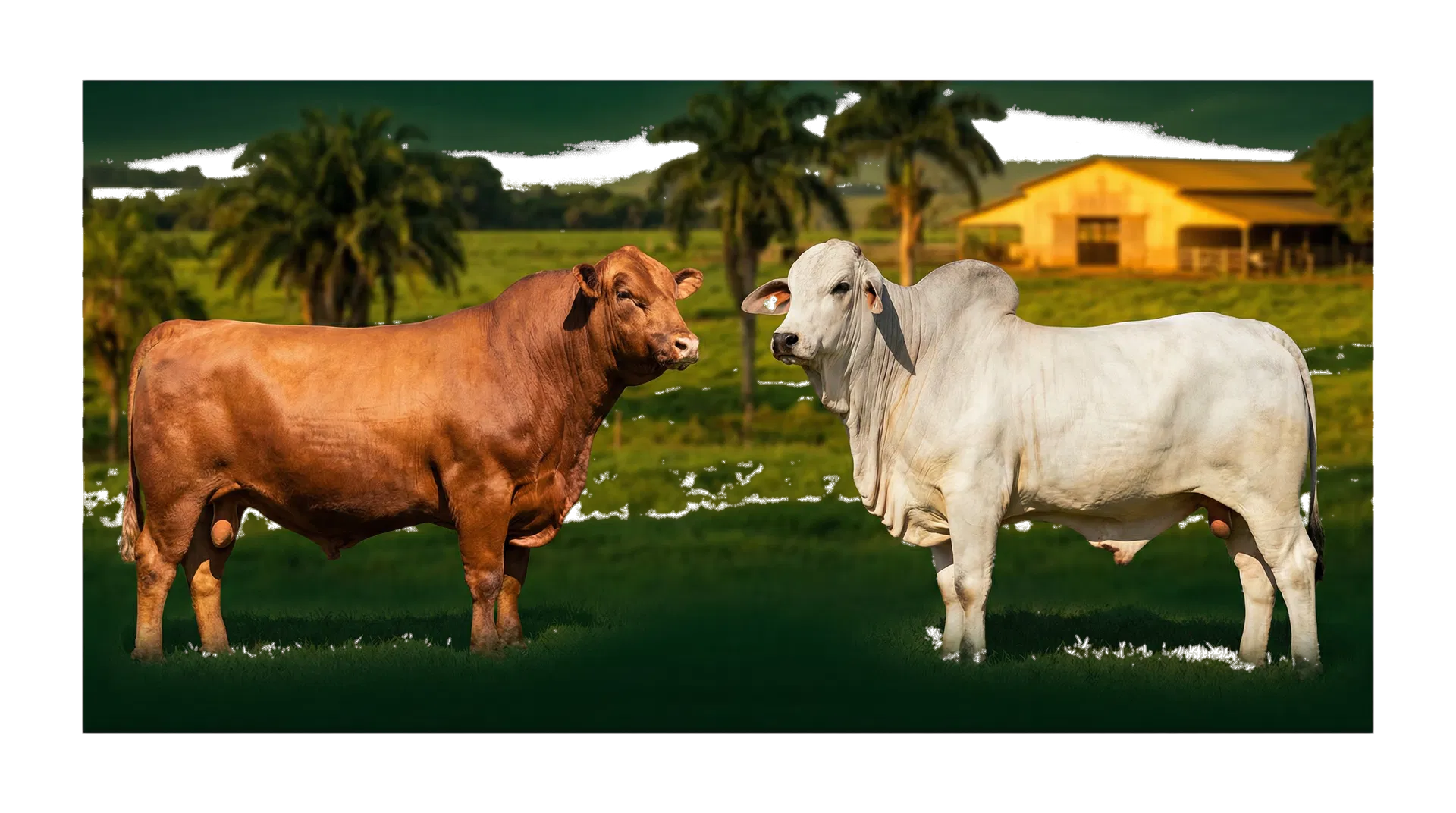Bovinos de elite em ambiente rural premium