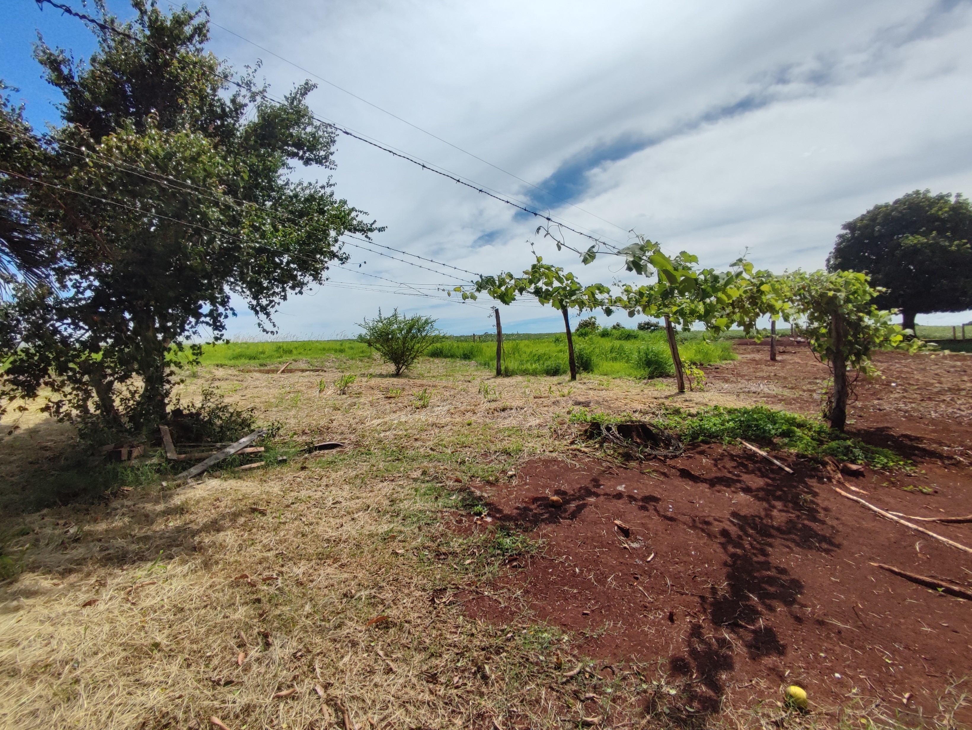 🌿 CHÁCARA PRÓX. A TOLEDO – 2,4 ALQUEIRES | ACEITA PERMUTA 🌿