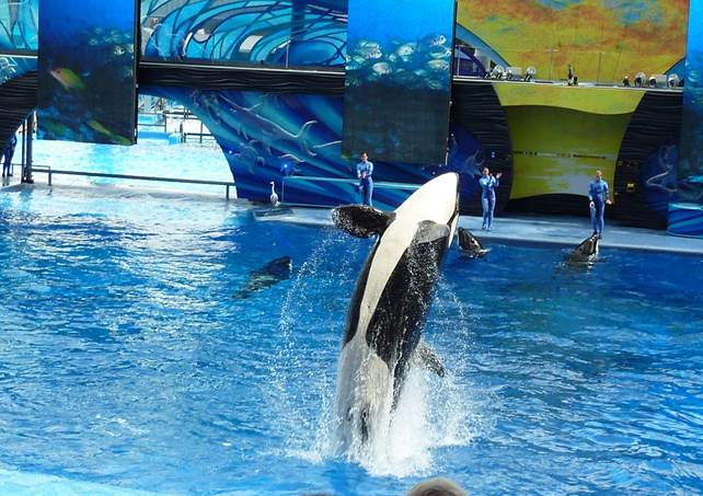 Ingresso SeaWorld, Bush Gardens Orlando - 1 dia