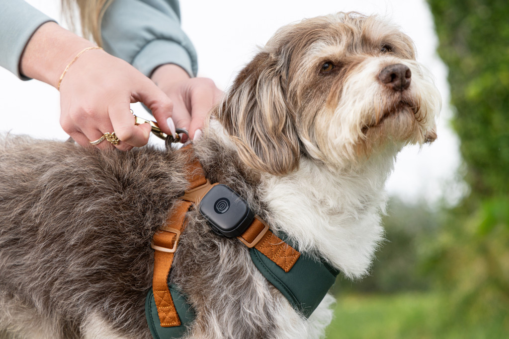Microchip vs GPS Tracker vs ID Tag: The Complete Pet Identification Guide