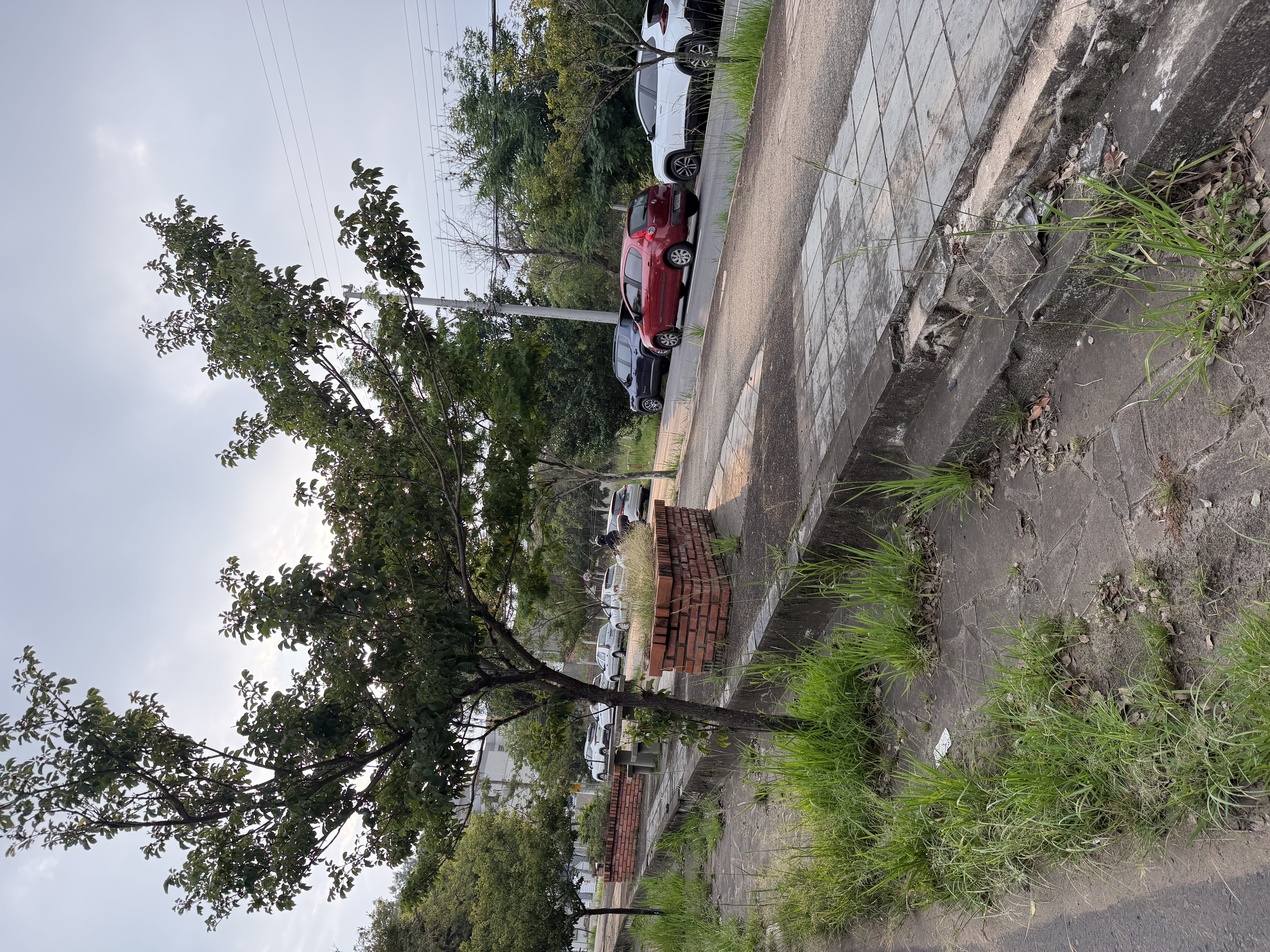 Falta de limpeza muito Mato sobre a calçadão