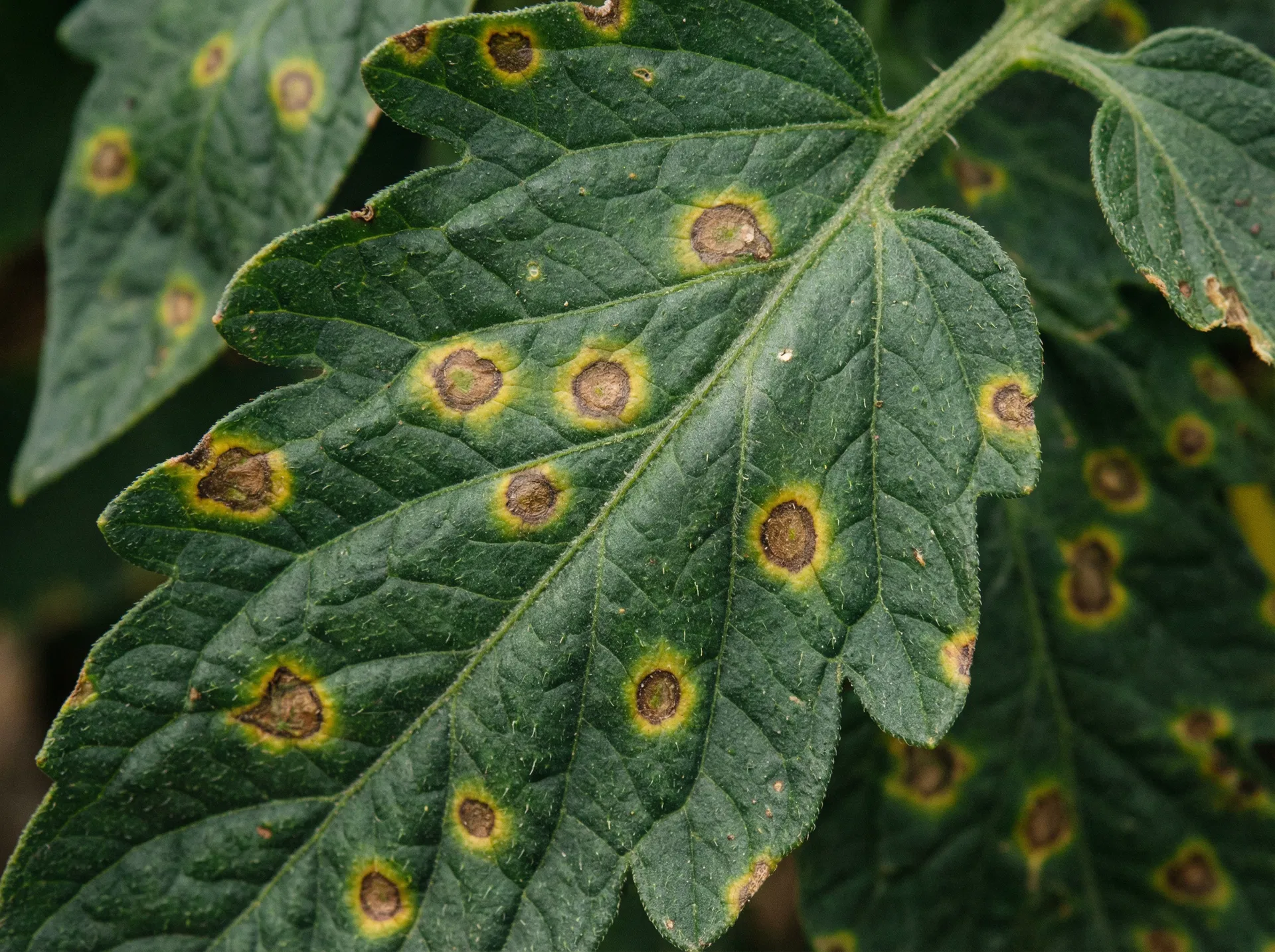 طماطم مصابة