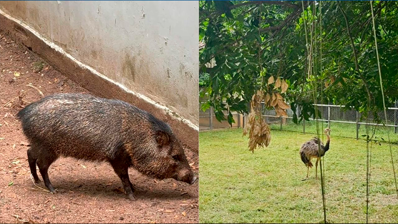 Uberlândia inicia retirada de animais do zoológico e envia espécies ao Rio de Janeiro